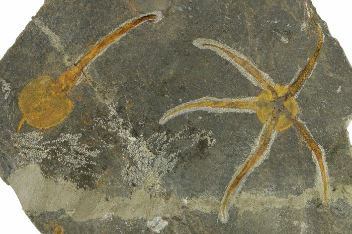 Ordovician Brittle Star (Ophiura) Fossil With Carpoid - Morocco #350640